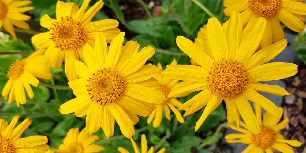 Para que sirve la Árnica: Todo sobre esta planta y sus propiedades